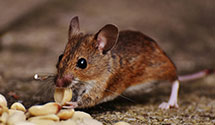 24 Hour & Emergency Exterminators in S Londonderry, PA